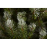 Новогодняя елка TRIUMPH TREE, Женева, 185 см, заснеженная 73997
